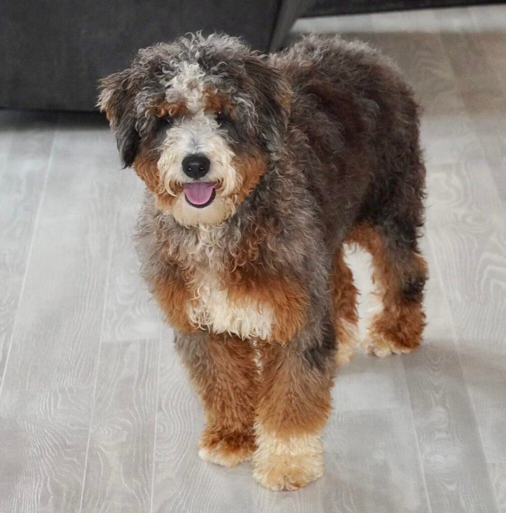 bernedoodles for sale ohio