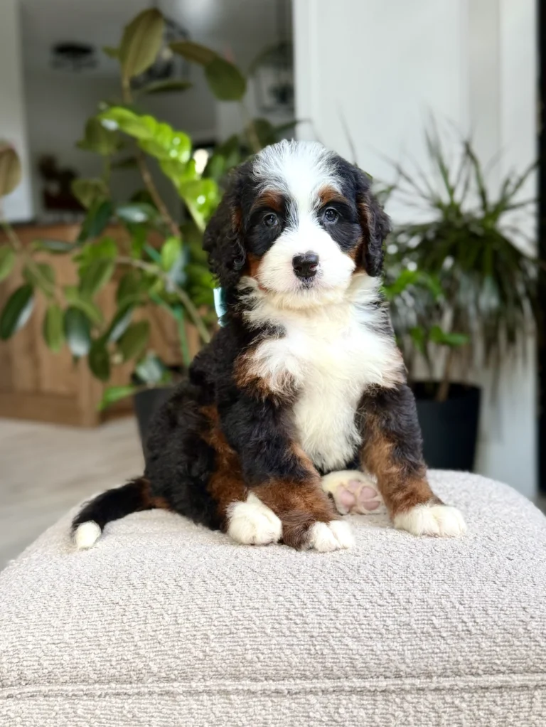 $6,950 Light Blue Female